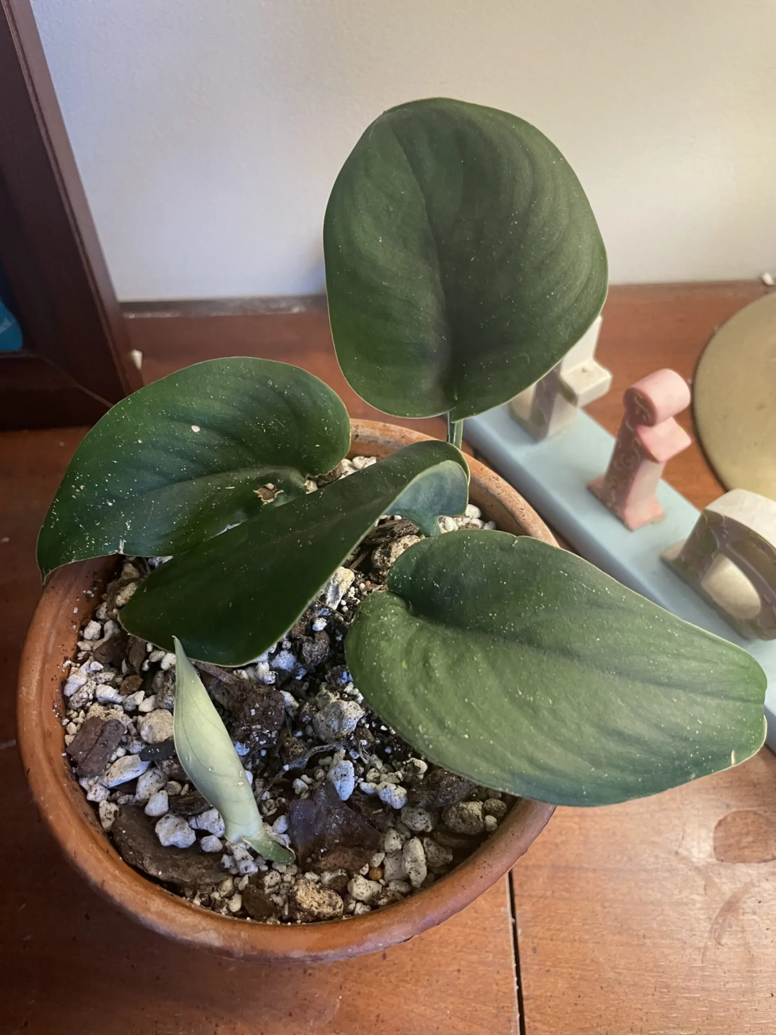 6-inch Jade (I propagated this from the mother plant)