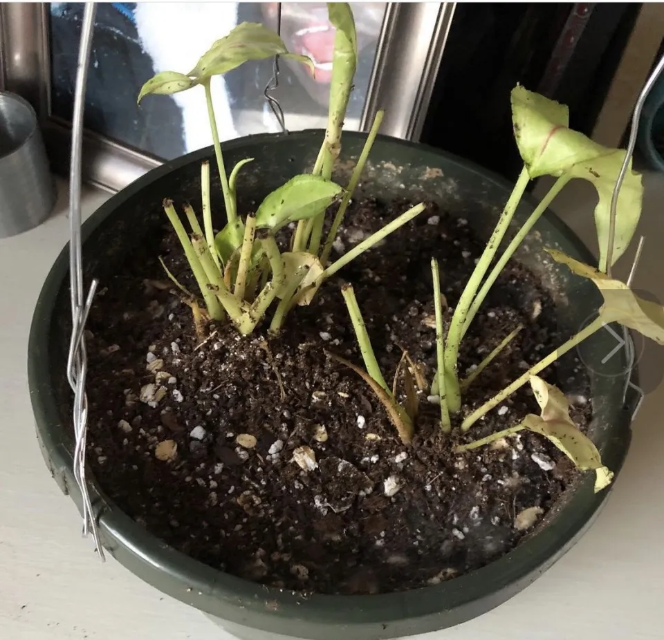 Photo shows the result of one of the most common plant care mistakes: Over-watering