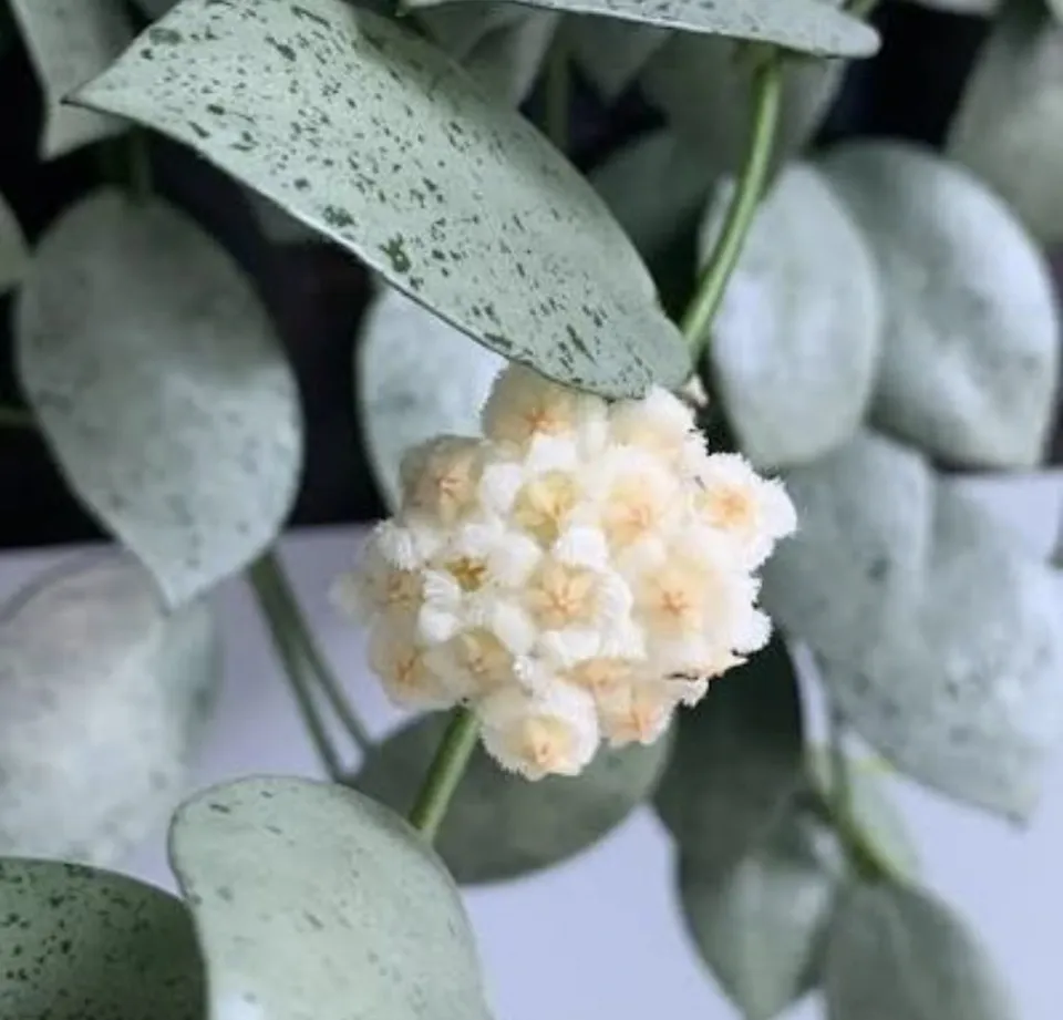 A Flowering Hoya Lacunosa Mint