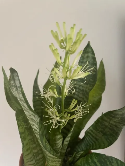 One Of My Snake Plants is Surprising Me With Fragrant Blooms - Winter 2022!
