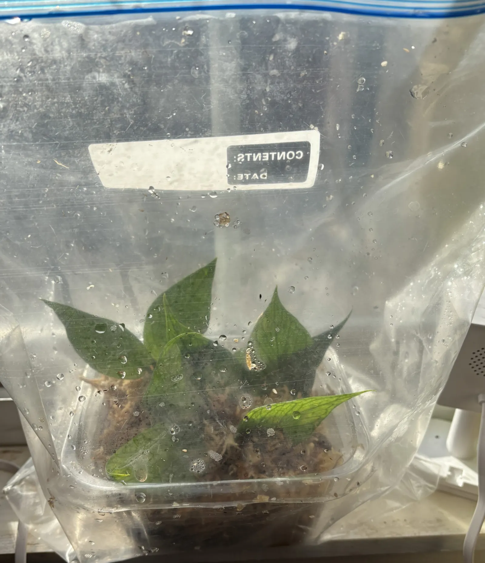 My Hoya Polyneura Propagating in Sphagnum Moss inside a Plastic Bag