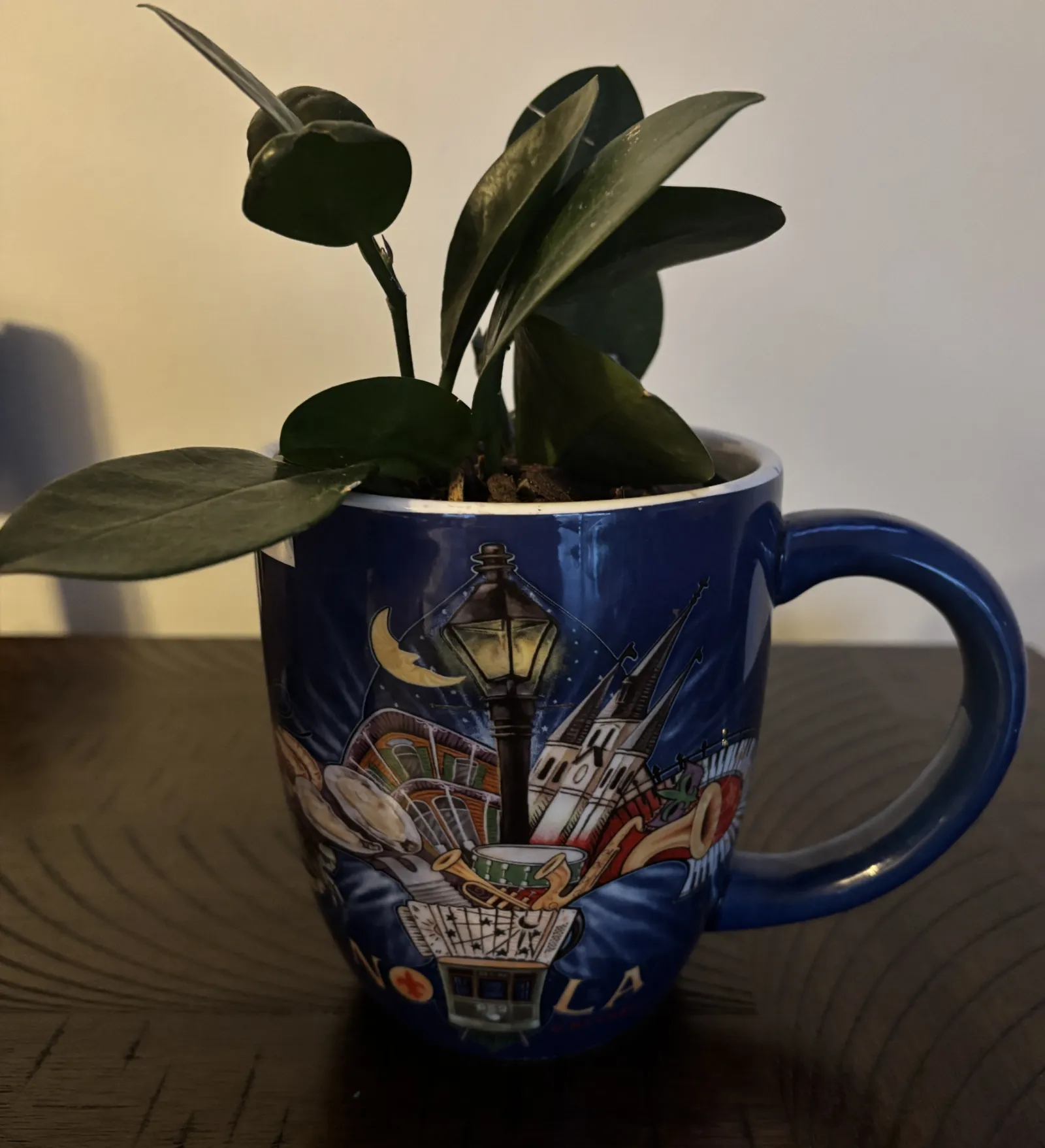 Paying homage to my city, (New Orleans), I planted this Hoya Australis in  a mug my cousin gifted me.