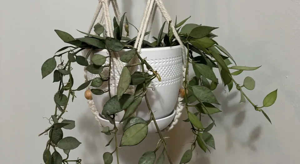 How To Expand Your Plant Collection: Hoya Lacunosa Mint