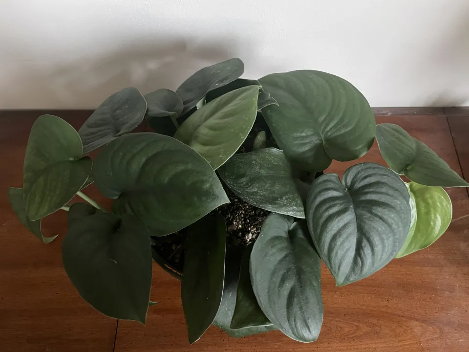 How To Grow A Fantastic Jade Satin Scindapsus