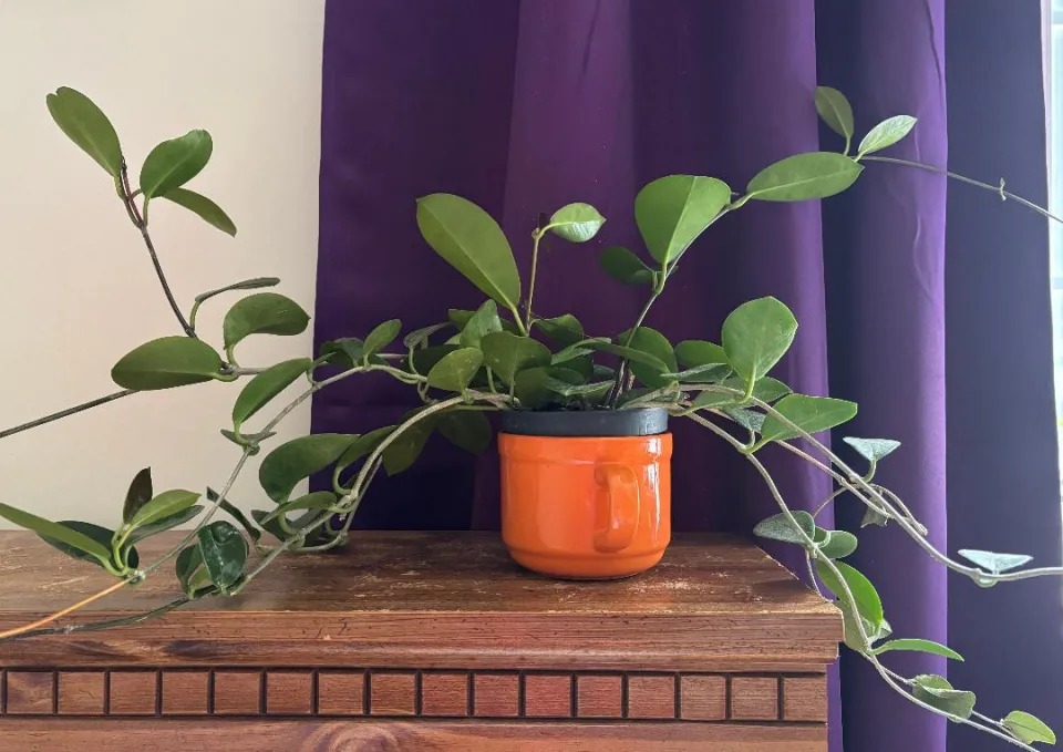 My Largest Hoya So Far (Australis )- Bought from a Local  Nursery
