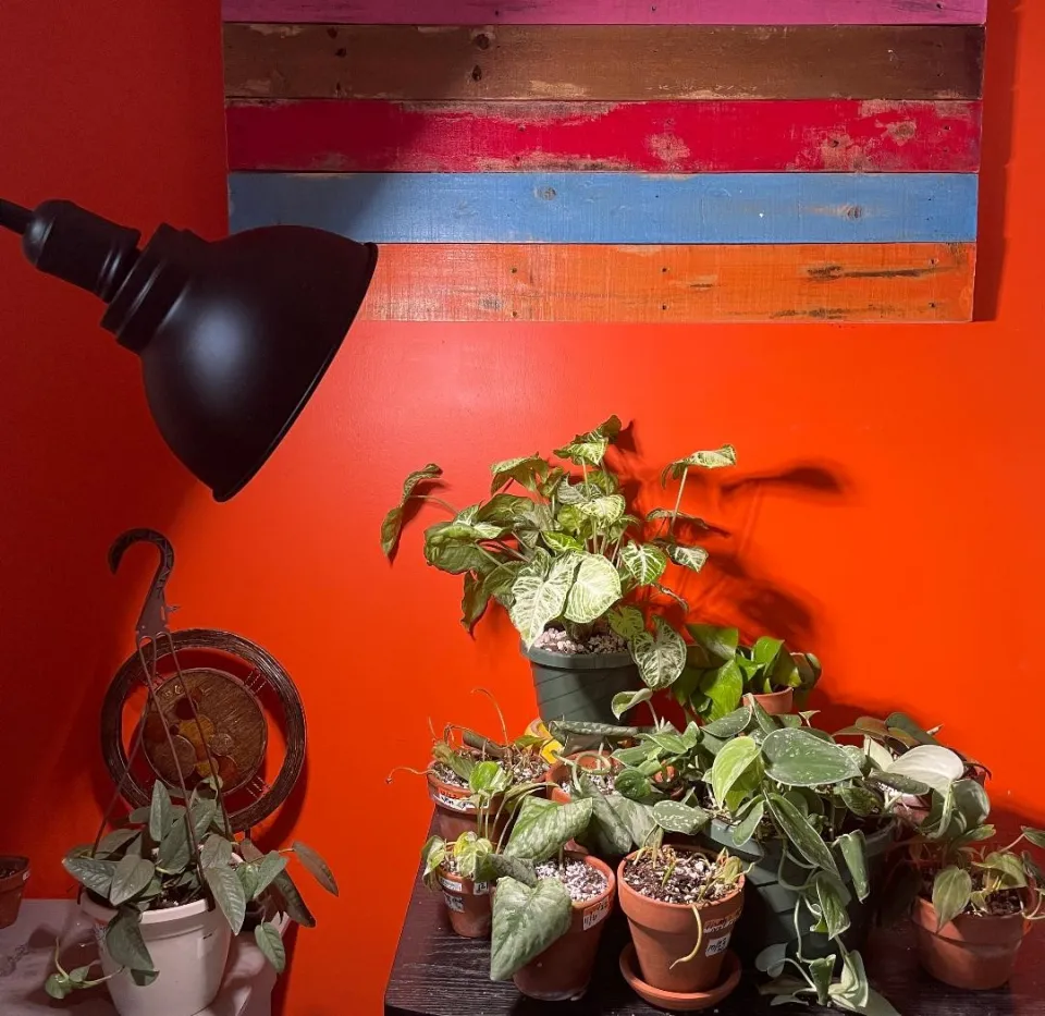 I'm Using a Grow Light on my Struggling Plants This Winter
