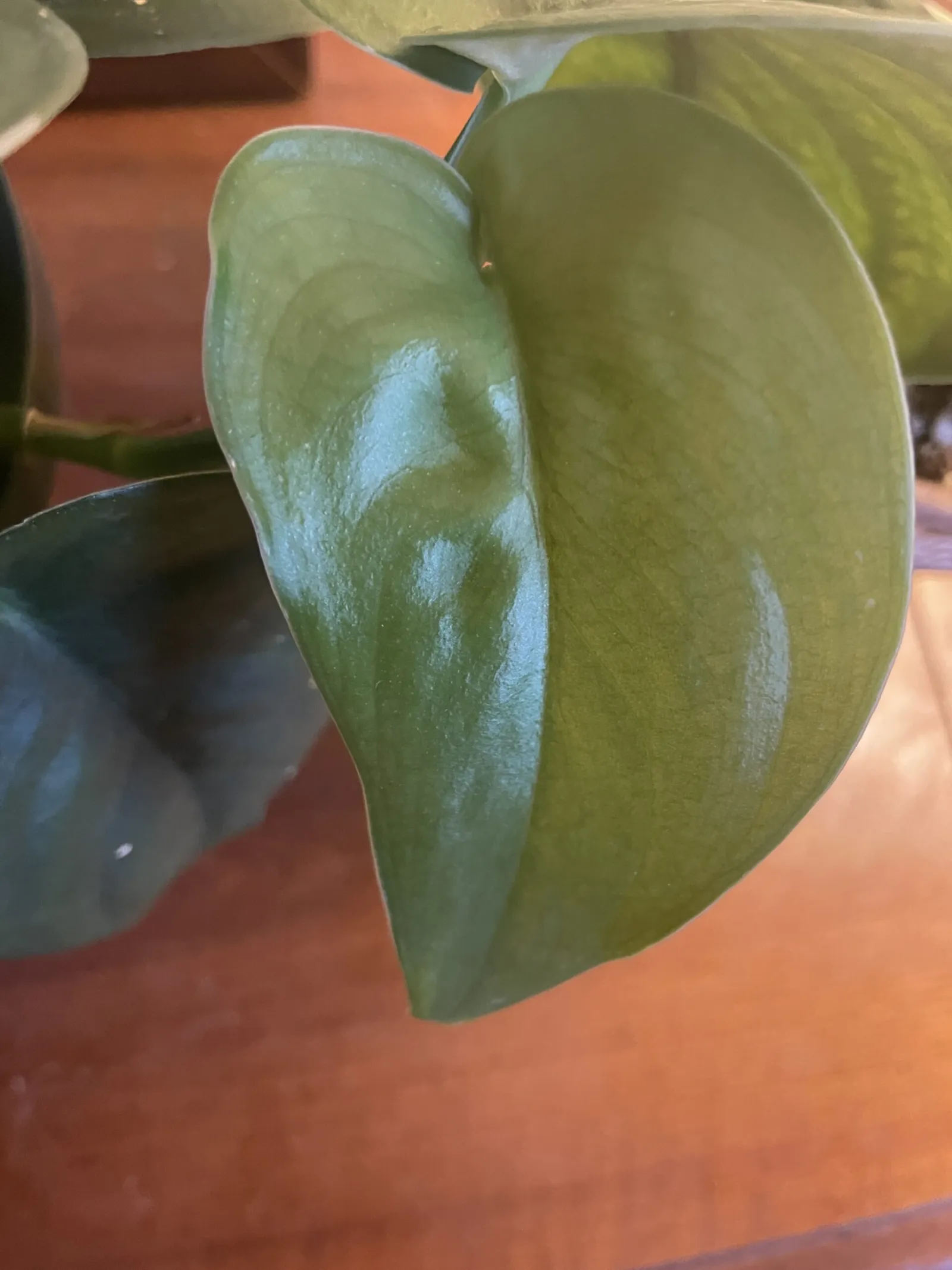 Light Green - New Leaf on my Jade Scindapsus Pictus