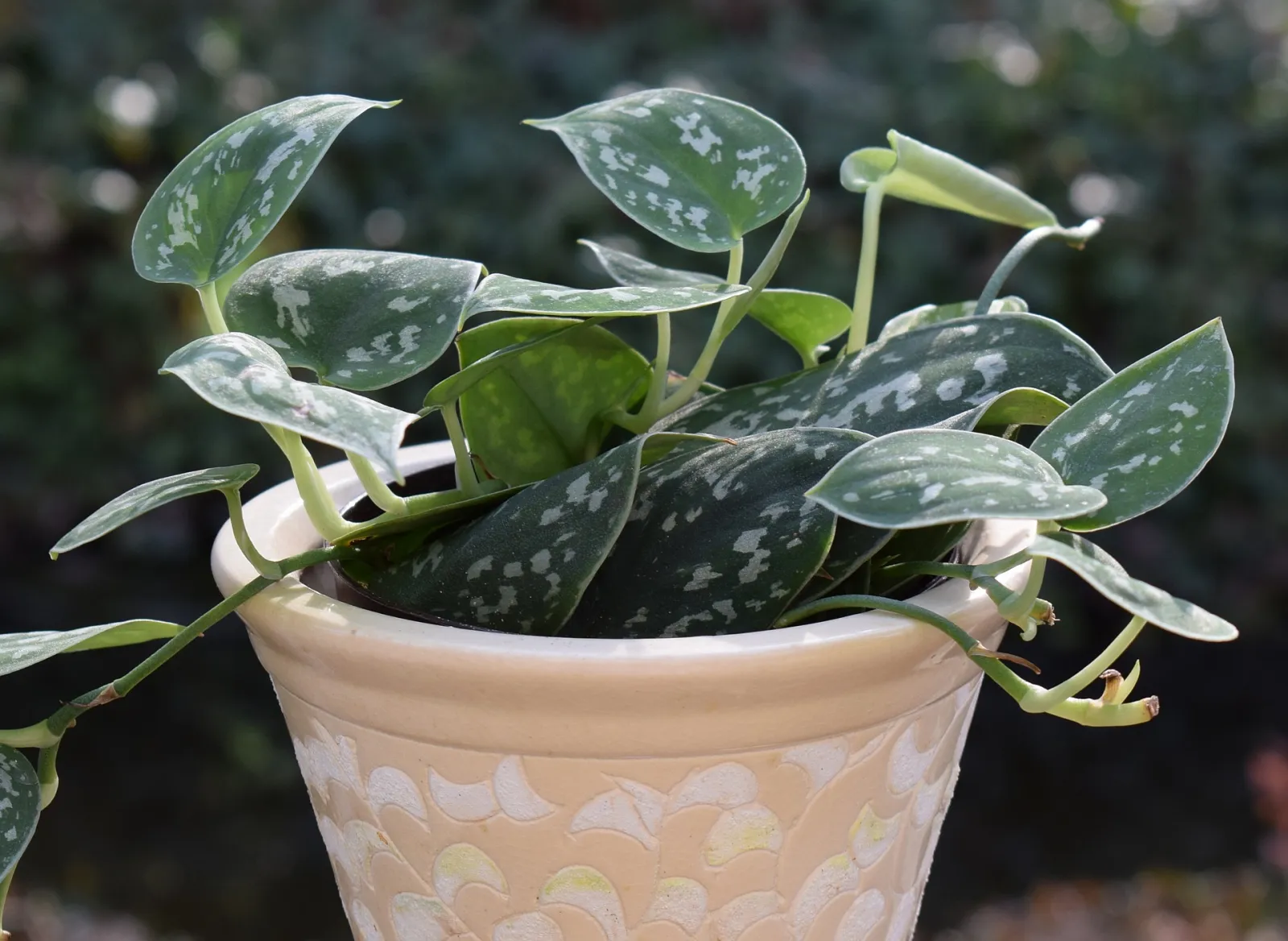 Dormancy: How To Be Hopeful About Your Houseplants In Winter