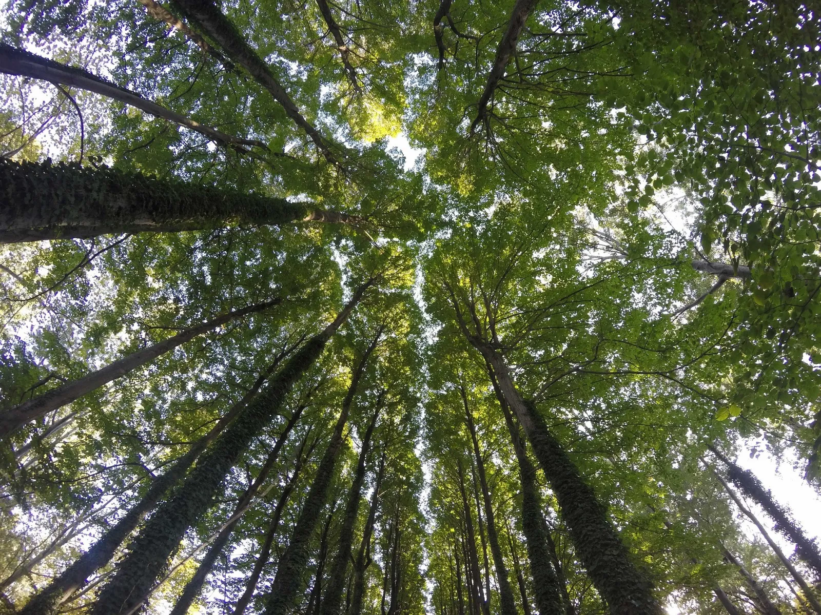 Many Plants We Call "Houseplants" Grow Up Trees In Nature To Reach For Sunlight