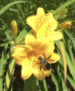 Photo I Took Of A Bee Enjoying My Yellow Day Lilies