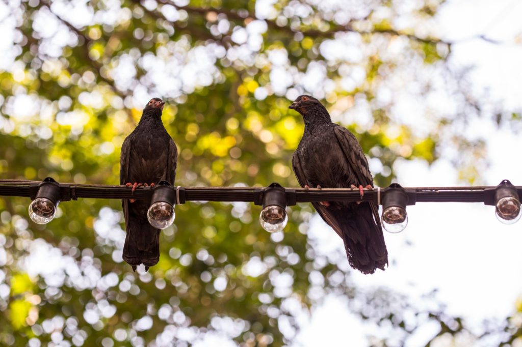 Photo of Two Doves Sitting On A Line Talking To Each Other