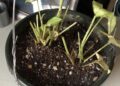 Photo shows the result of one of the most common plant care mistakes: Over-watering