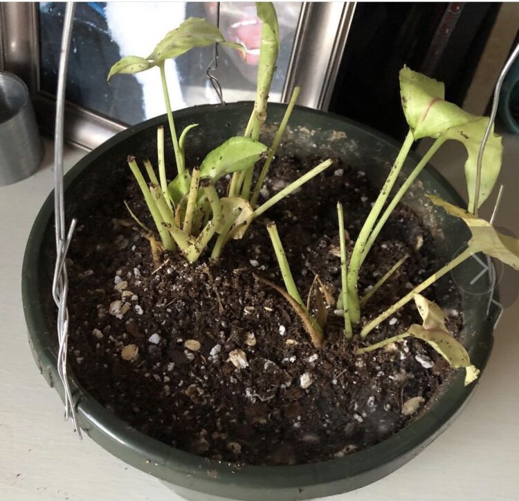 Photo shows the result of one of the most common plant care mistakes: Over-watering