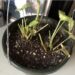 Photo shows the result of one of the most common plant care mistakes: Over-watering