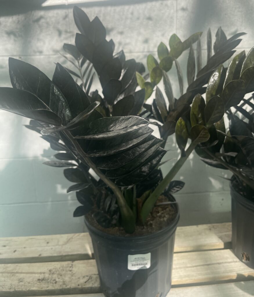 This is a photo showing a Raven (Black Leaf) ZZ Plant