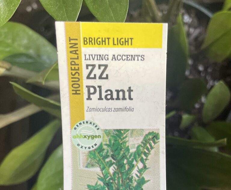 Care Instructions Tag from Purchased ZZ Plant