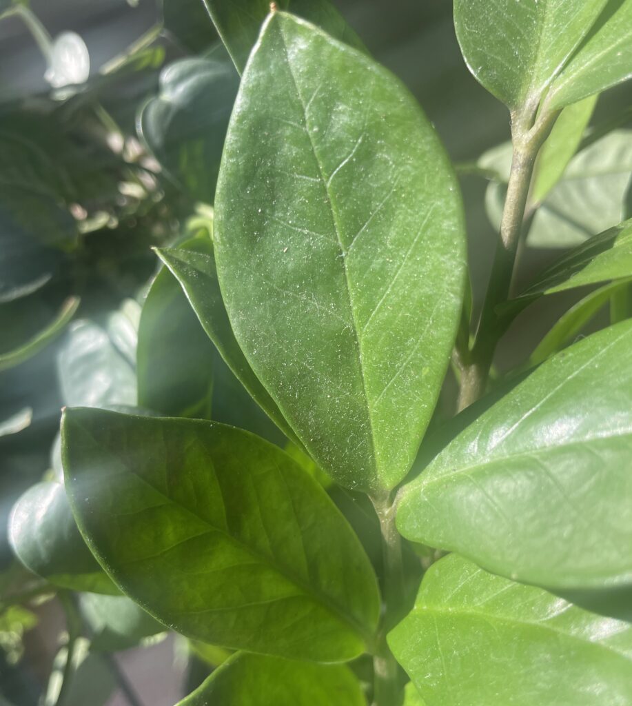 Zoomed in photo showing a thick layer of accumulated dust on the leaves of a ZZ plant.