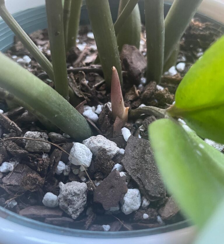 Photo show a new stem growing from the soil of a potted ZZ plant.