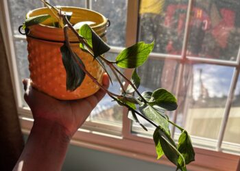 This is a photo of the first Hoya I added to my plant collection!