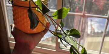 This is a photo of the first Hoya I added to my plant collection!