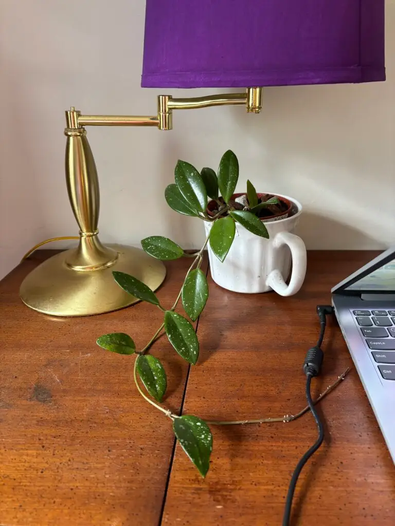 Photo shows awesome growth of a Hoya Wilbur Graves from a small rooted 2-leaf cutting.